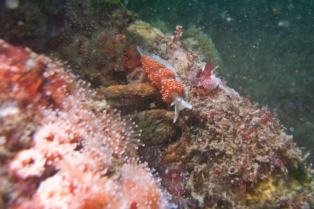 Hermissenda nudibranch on the Ruby E