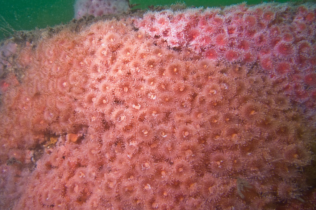 Wall of strawberry anemone