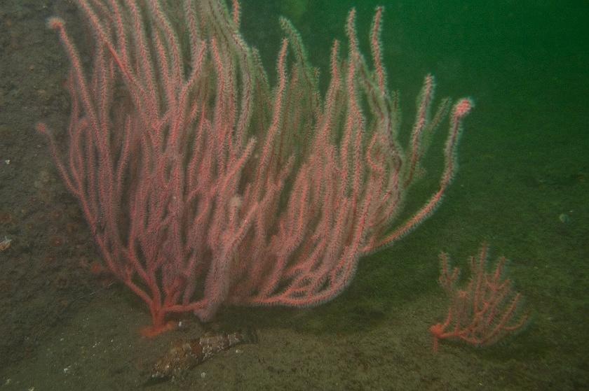 Red gorgonian and a painted greenling