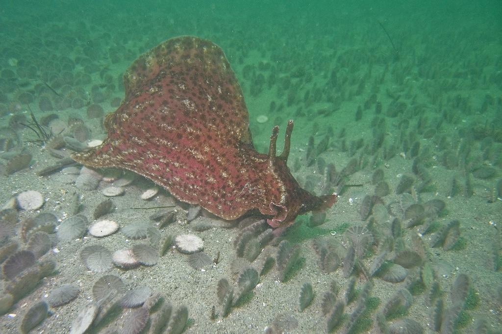 California sea hare and sand dollars