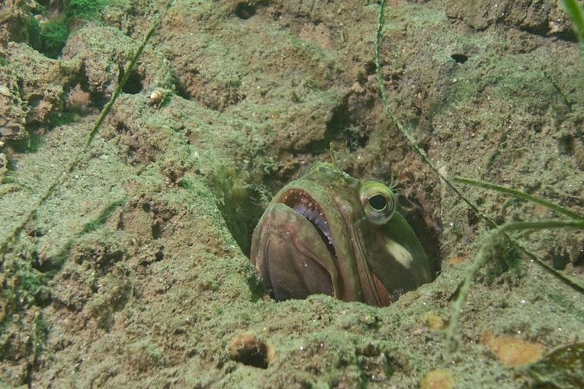 Sarcastic fringehead