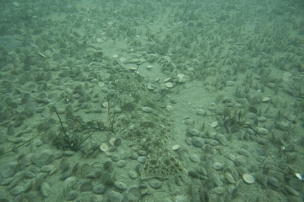 California halibut in the sand dollars