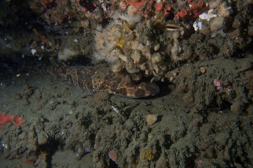 Swell shark resting in the canyon wall