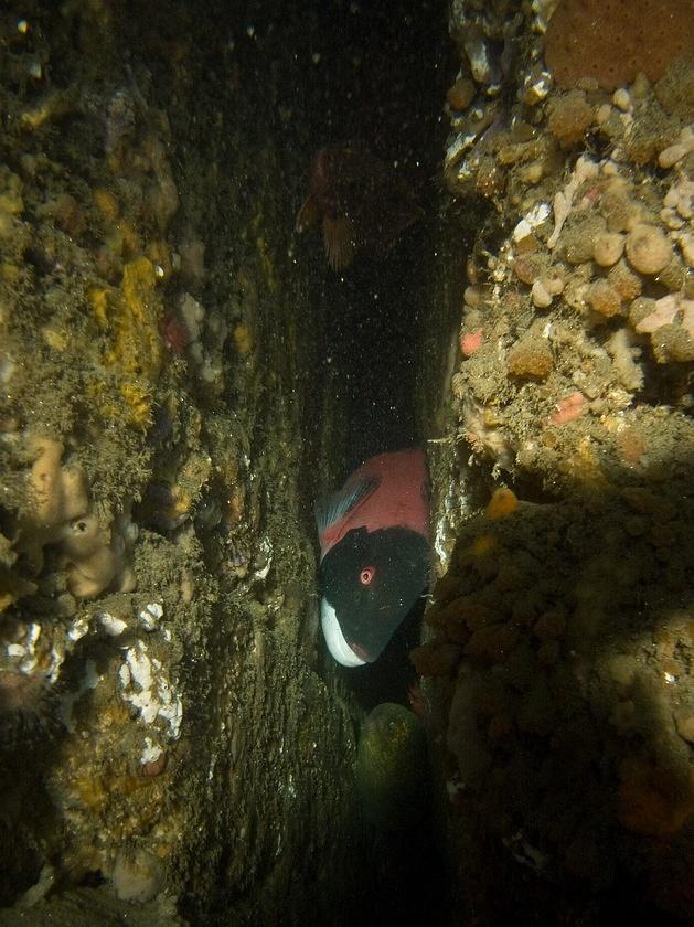 Sheephead and morey eel in a crack