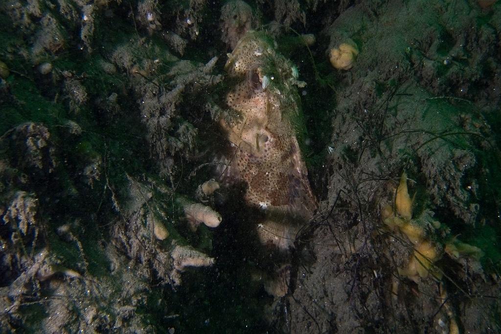 Hiding rockfish