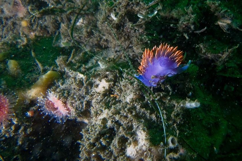 Spanish shawl nudibranch