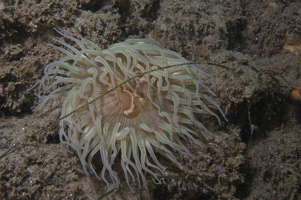 Aggregating anemone