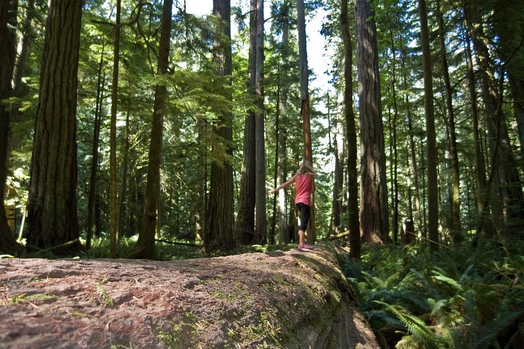 Running on fallen firs