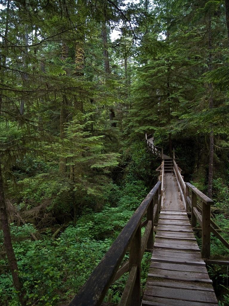 Walkway through the rain forrest