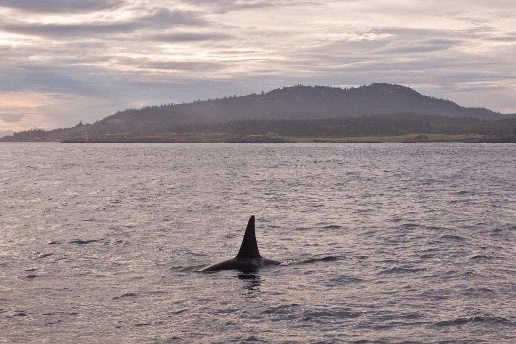 An orca off San Juan Island