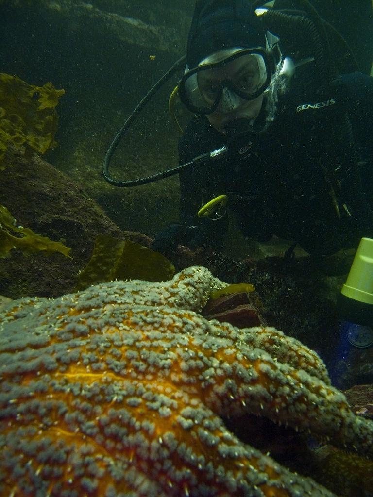 Randi and a sunflower sea star