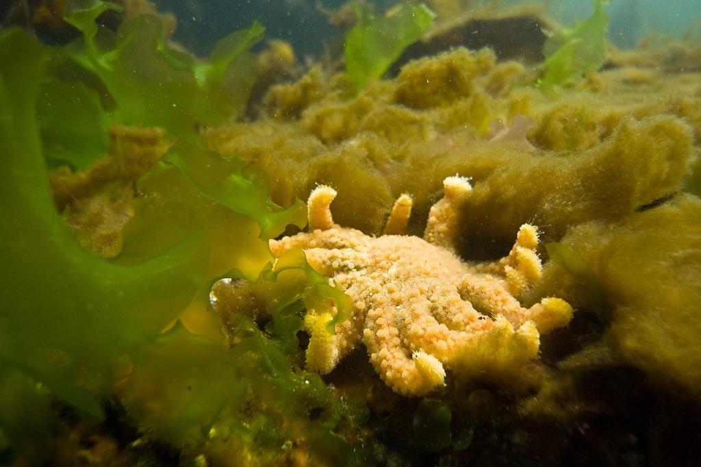 Baby sunflower starfish