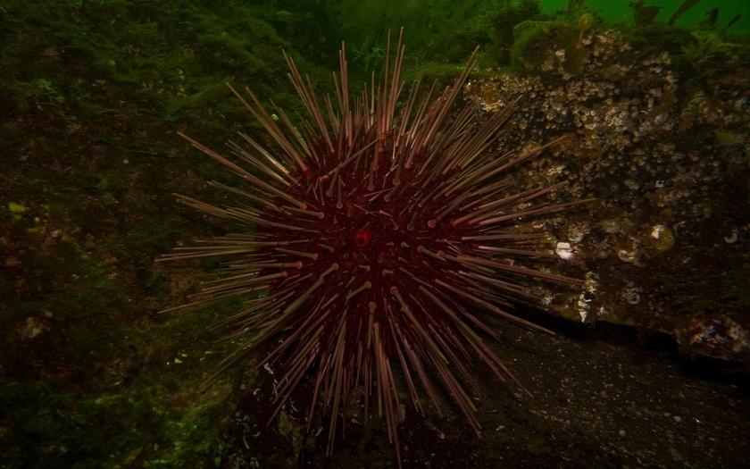 Red sea urchin