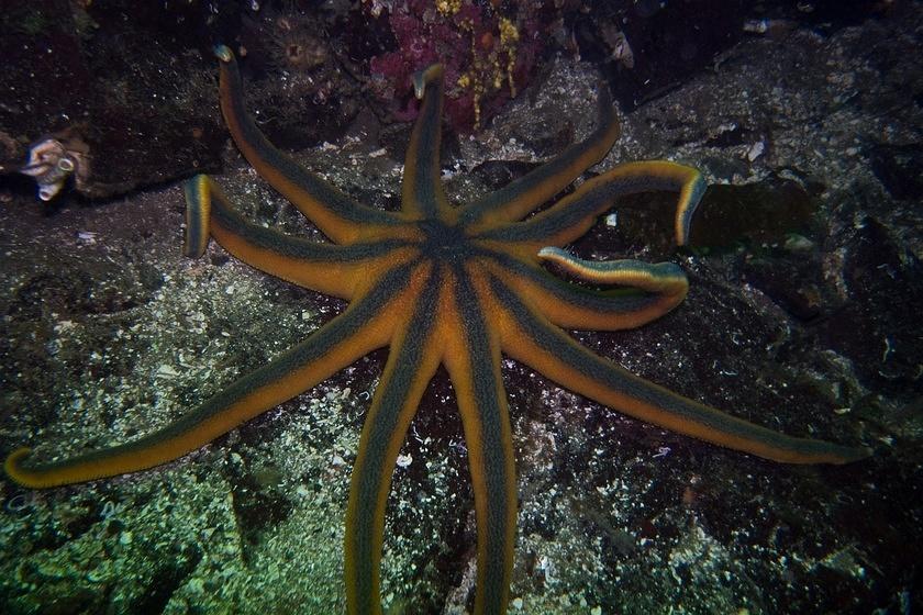 Sun Sea Star