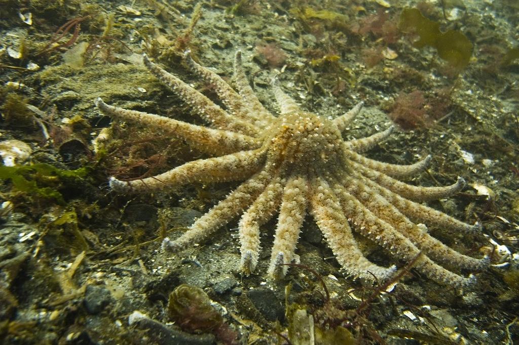 Sunflower sea star on the prowl