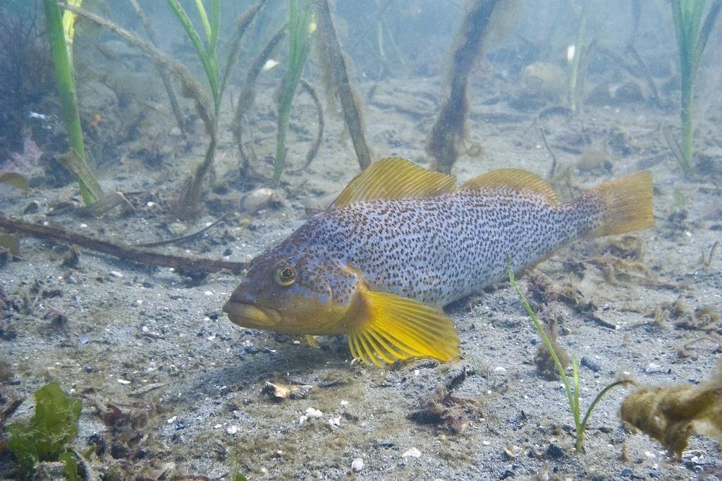 Spots and yellow fins