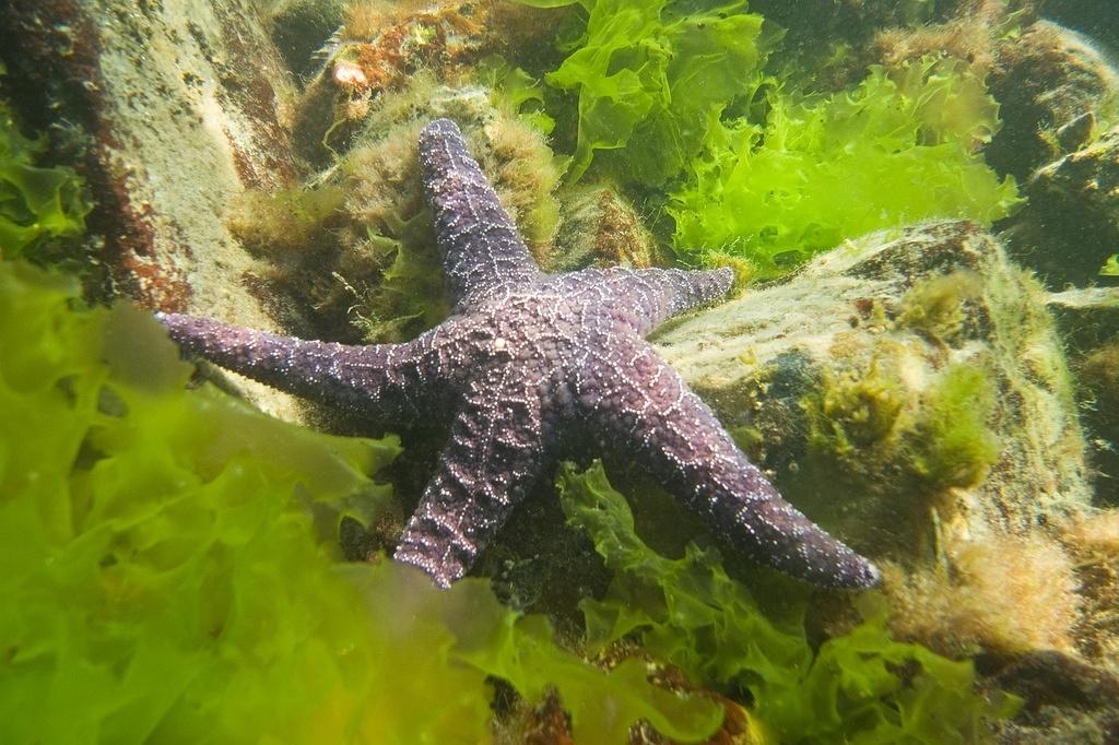 Purple starfish