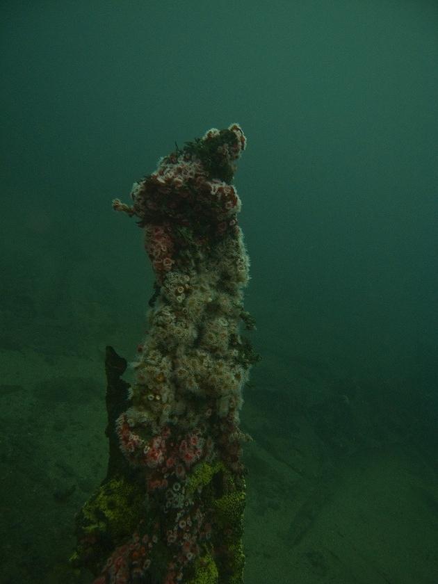 Growth on the Lazy Days wreck