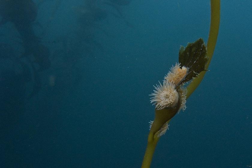A tiny anemones on the kelp