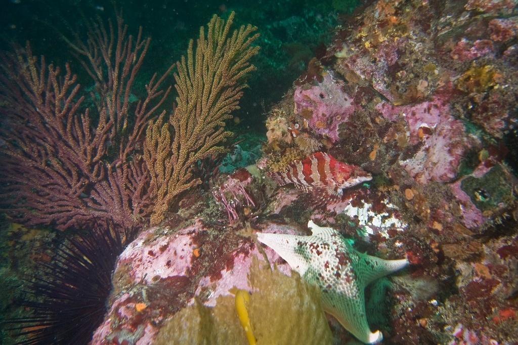 Gorgonian and greenling