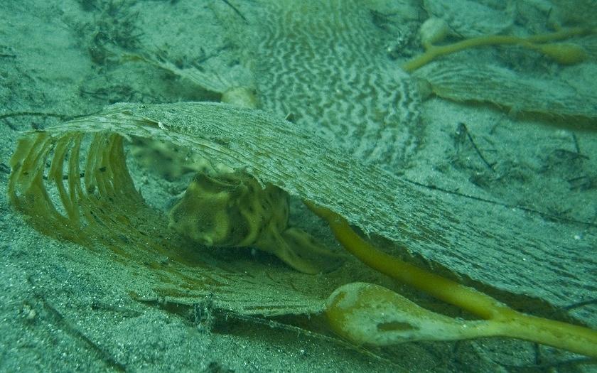 A small horn shark under a piece of kelp