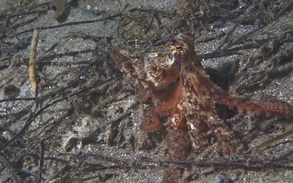 A red octopus