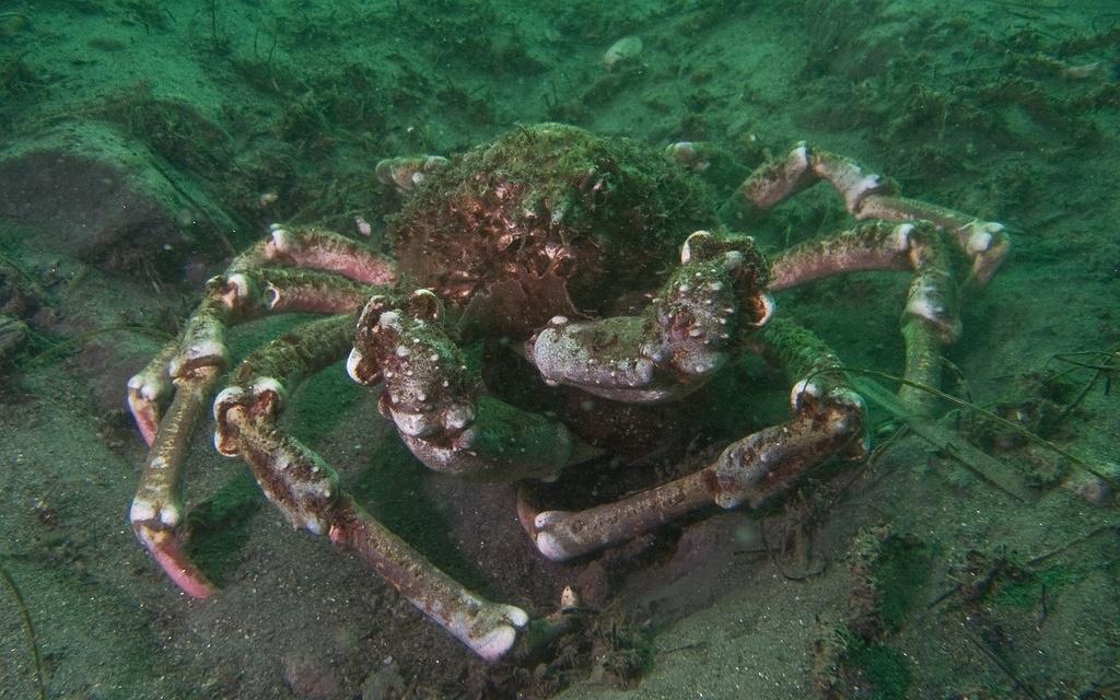 A sheep crab muching on a sea hare