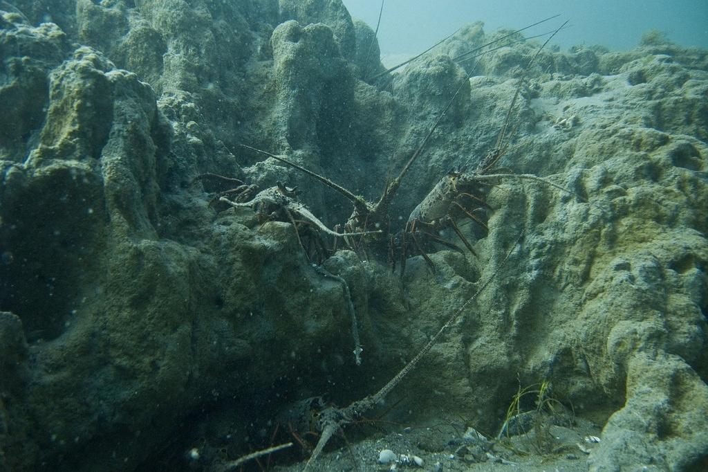 Spiny lobsters sharing the holes in clay