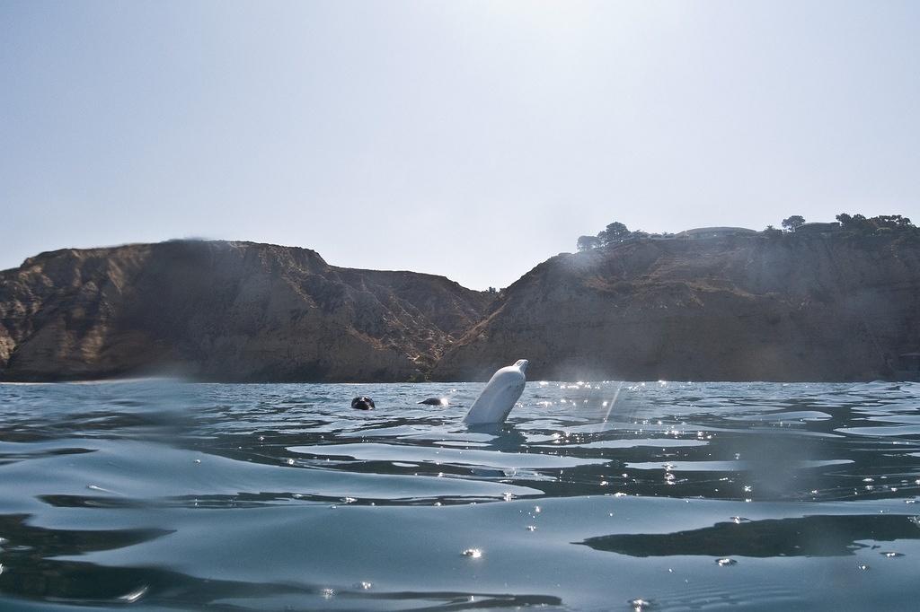 Seals at the Scripps Canyon maker buoy