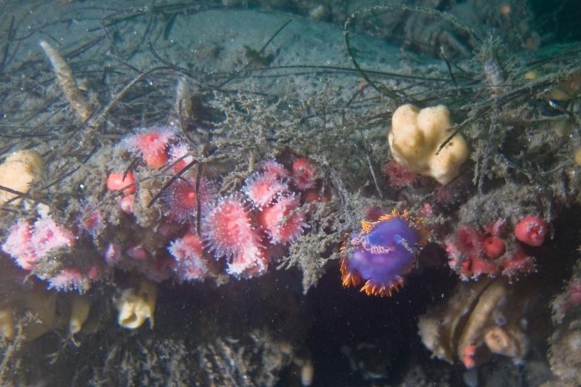 Sponges, anemones, and a spanish shawl