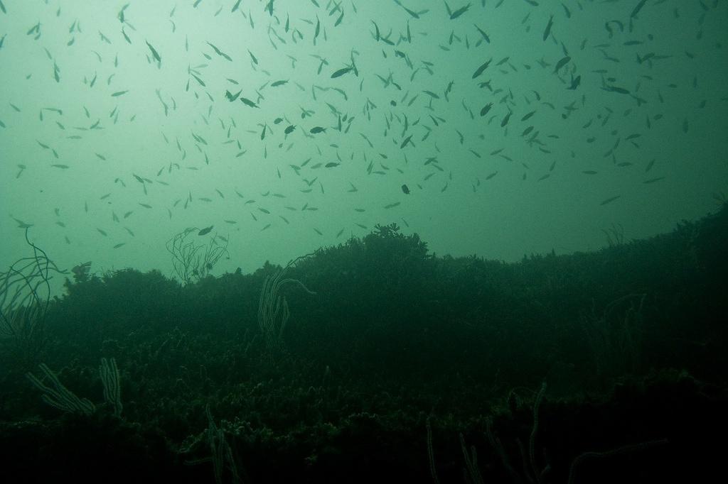 Small school of fish at the top of the canyon