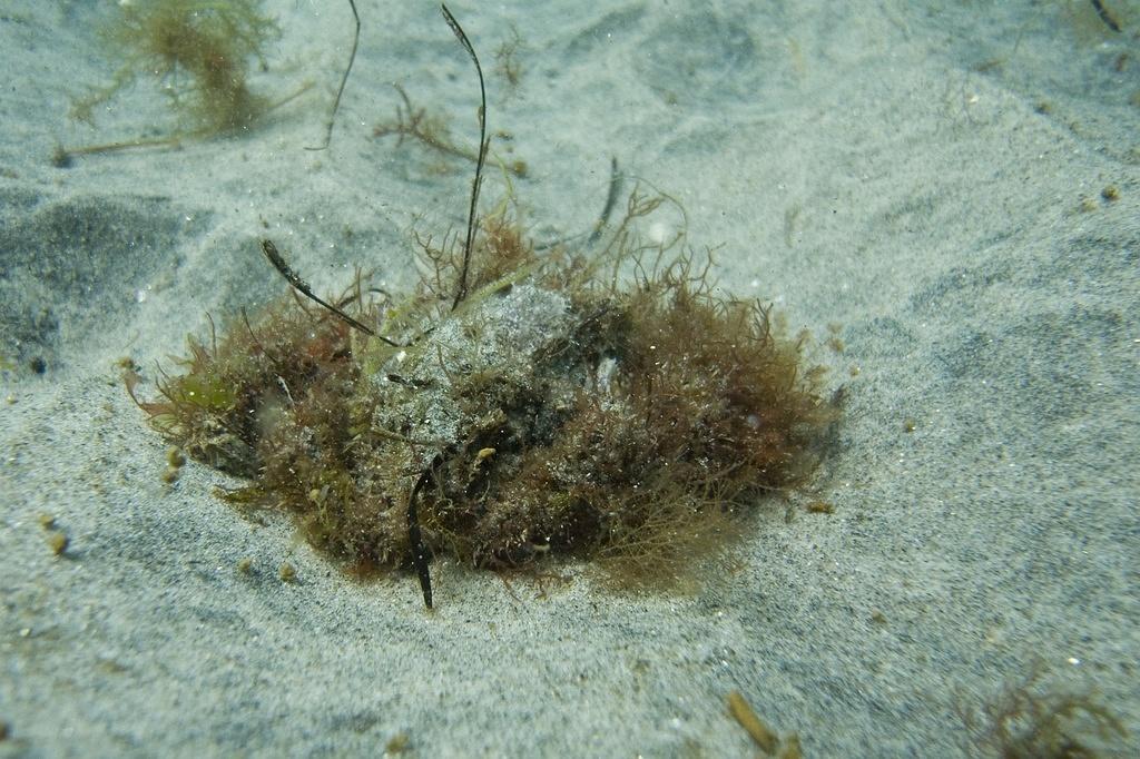 Juvinile sheep crab covered in growth