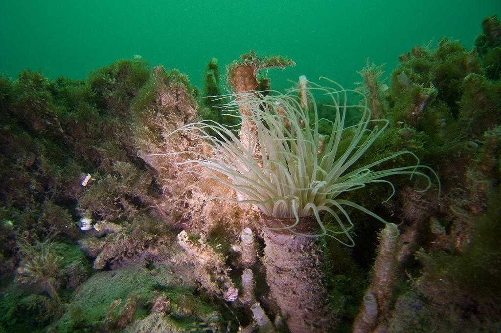 Tube dwelling anemone