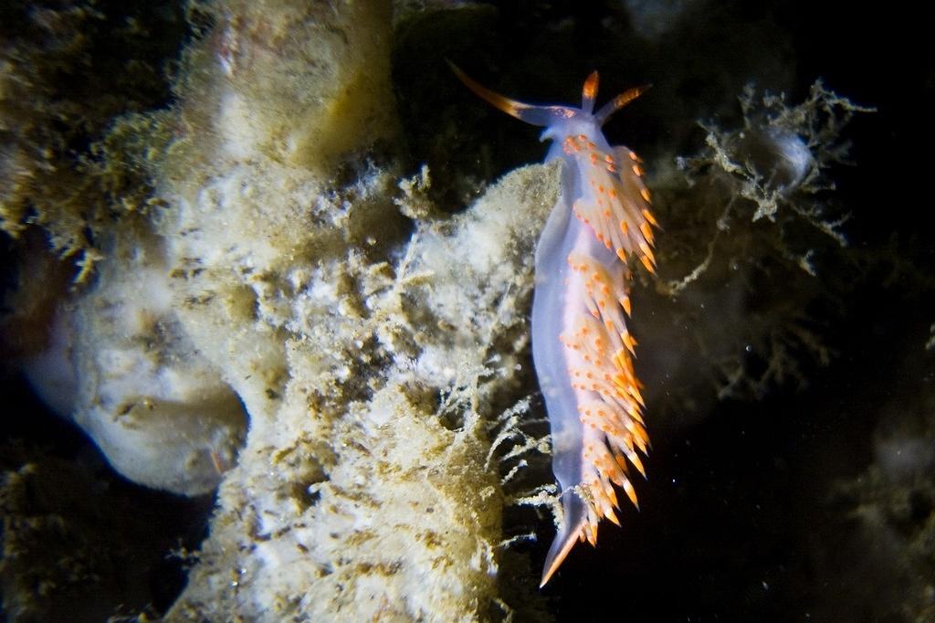Austraeolis stearnsi nudibranch