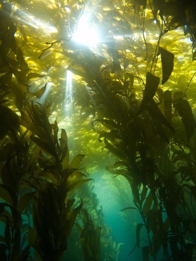 Sun rays under the kelp