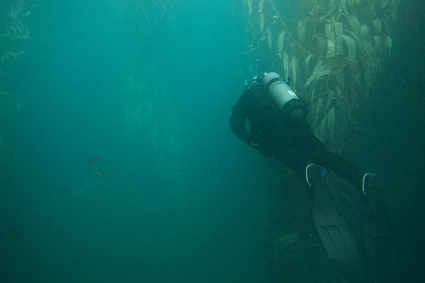 Adam in the kelp