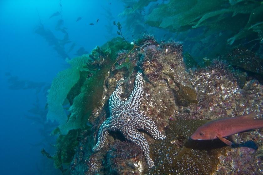 Starfish and sheephead on fishhook's wall