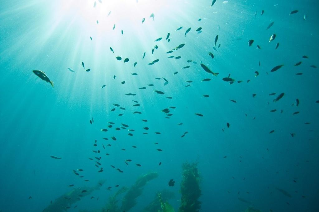 Juveniles and sun rays