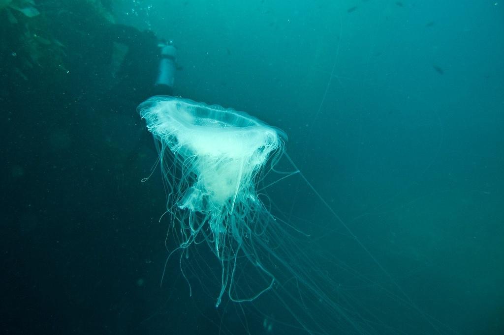 Jellyfish off the wall