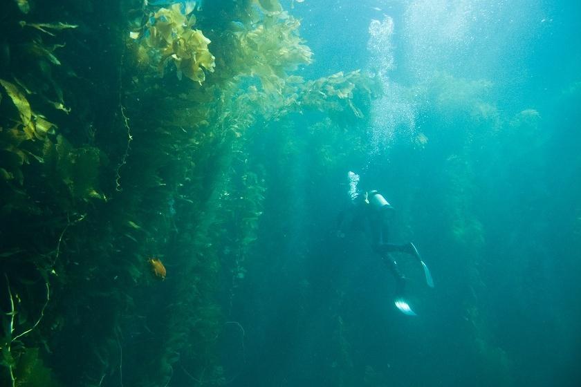 Swimming on the kelp's border