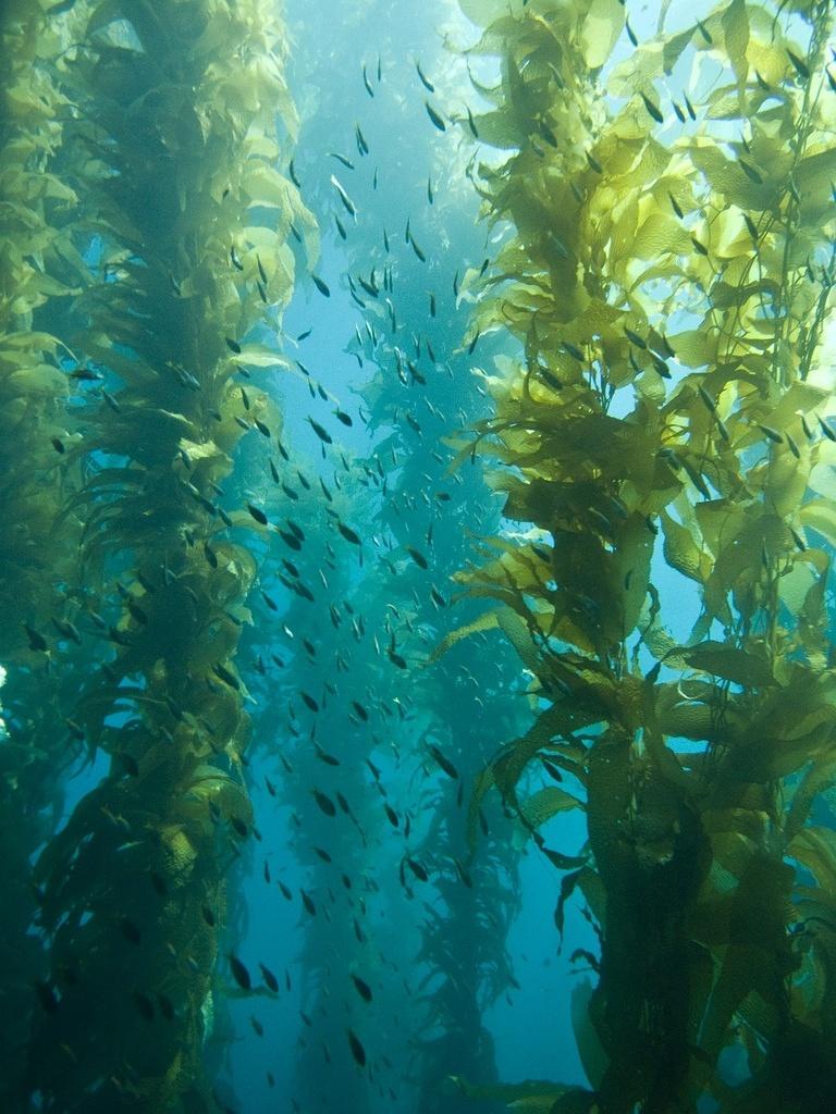 Juvenile blacksmith in the kelp