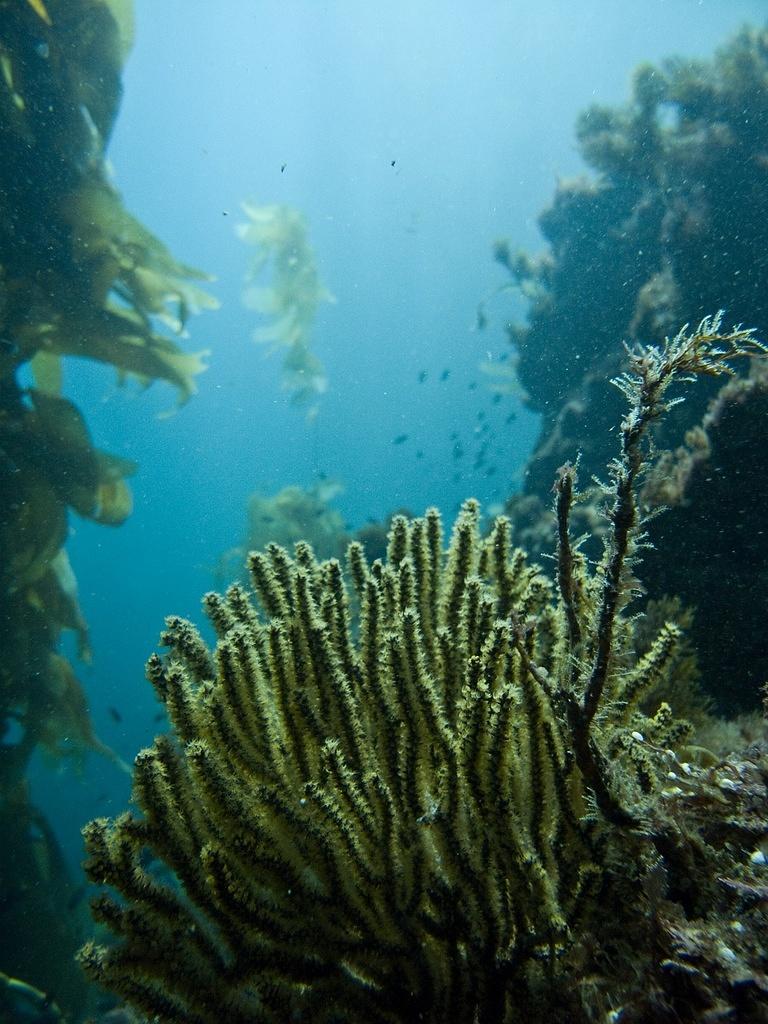 Golden gorgonian