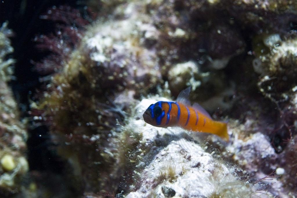 Catalina goby