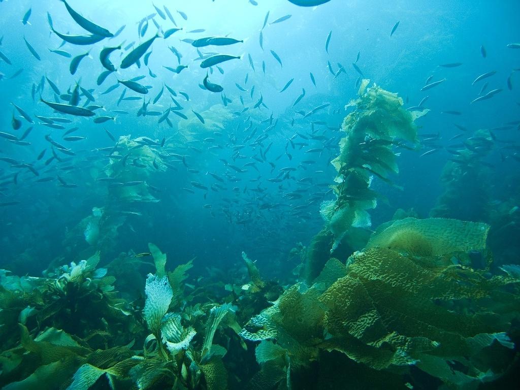 Jack mackeral over the sea palms