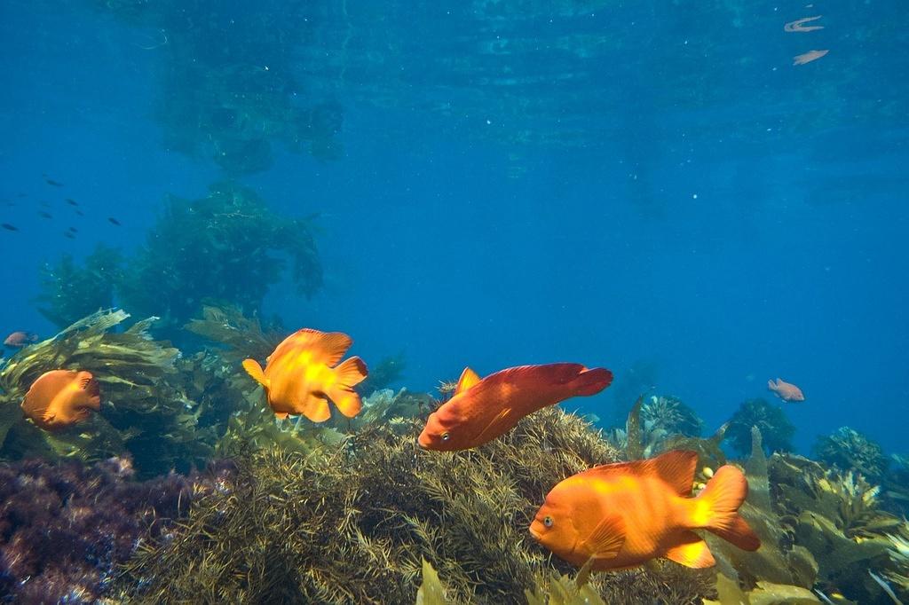 Garibaldi on the reef