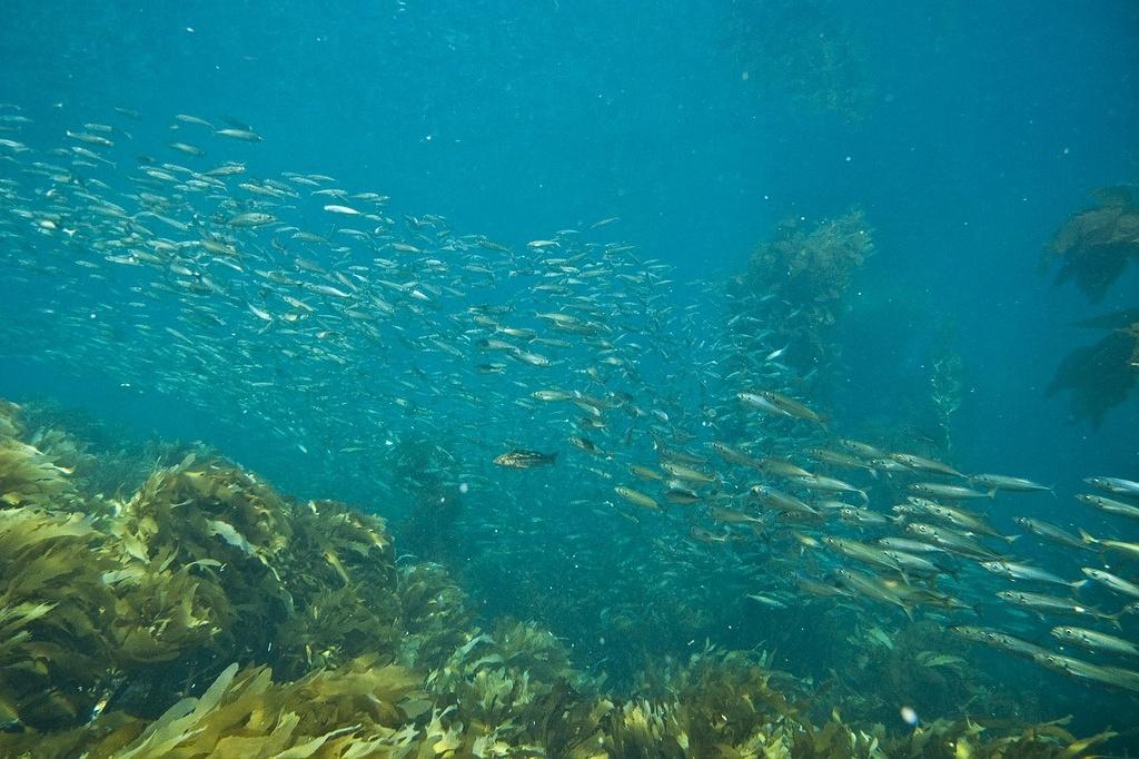 A large school of sardines