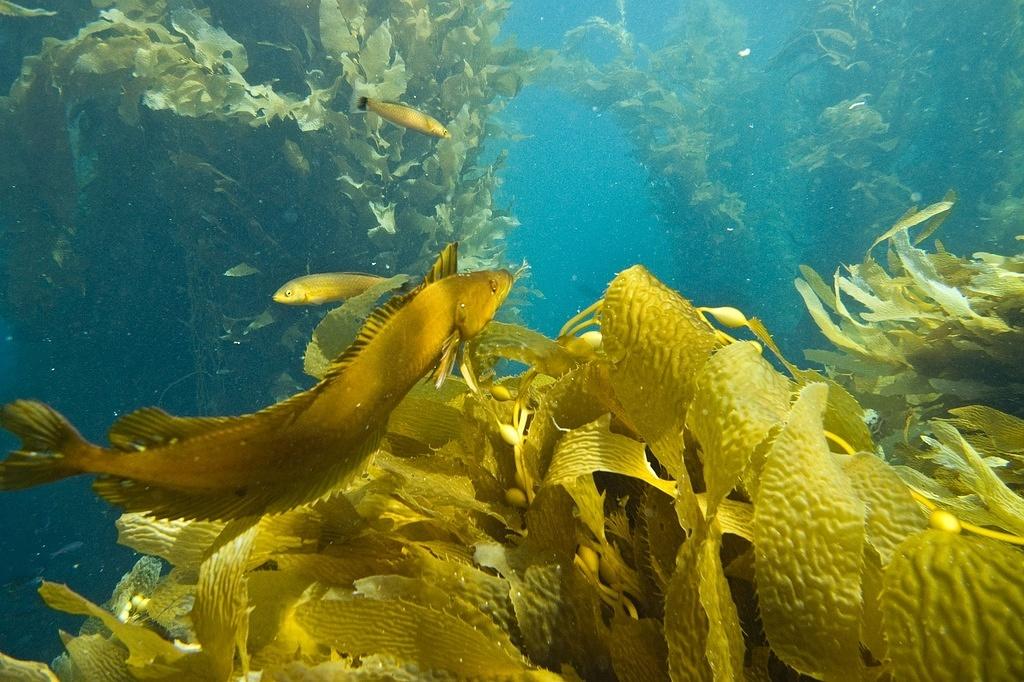 A giant kelpfish