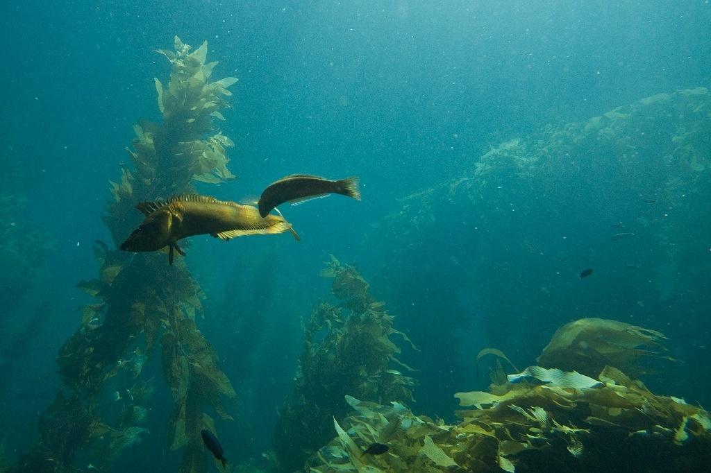 A giant kelpfish being cleaned by a senorita fish