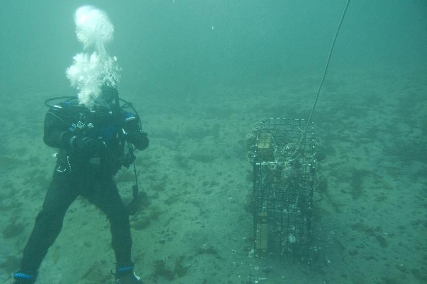 Mani checking out the crab trap