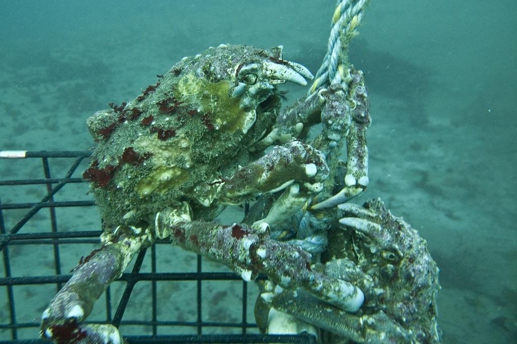 Sheep Crab on the trap